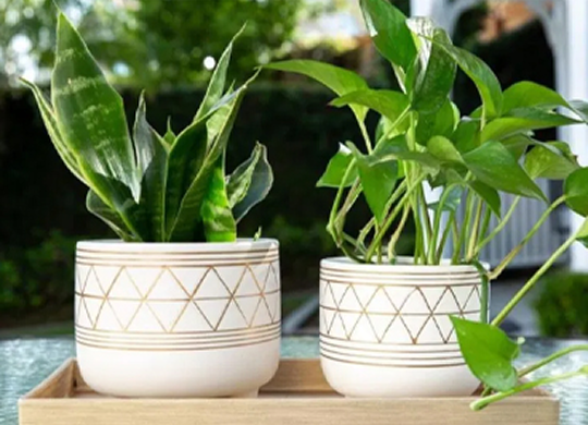 Cactus & succulent care tips