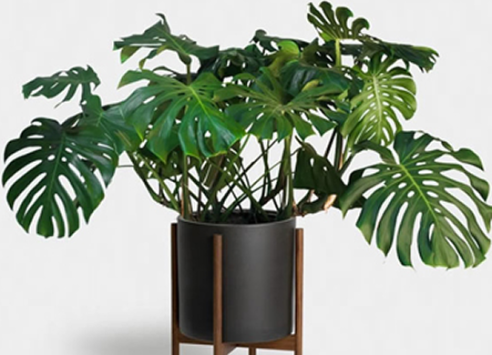 Top 10 succulents for your home