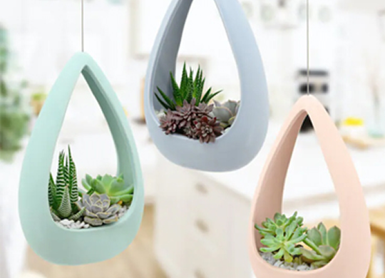 Cacti & succulent care tips