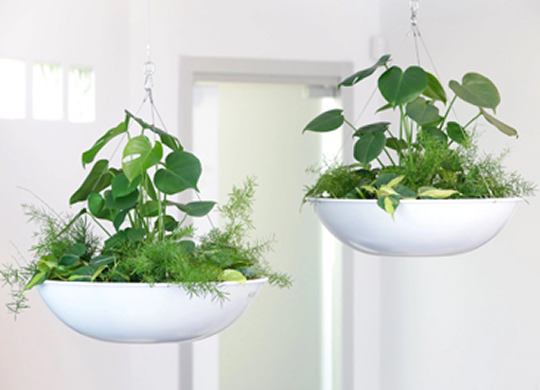 Best houseplants room by room