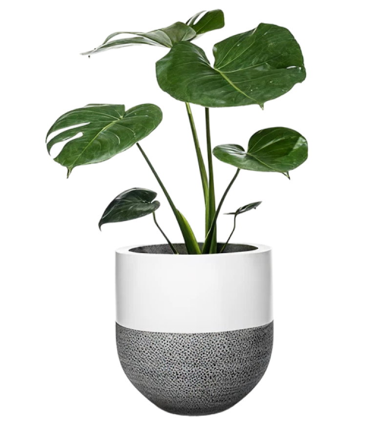 Summer cactus and succulents